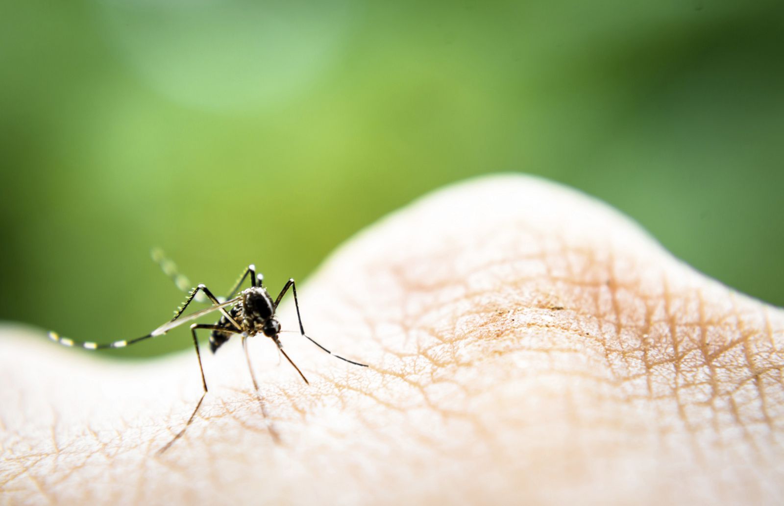 Mosquito Aedes que transmite el dengue.