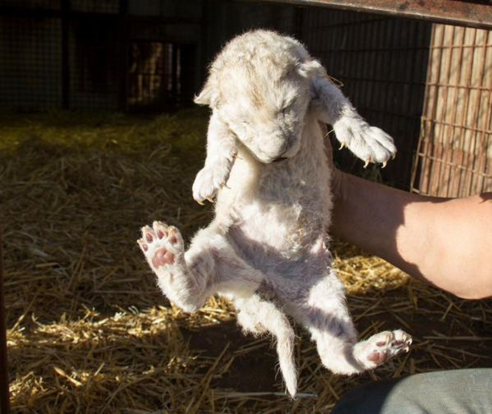 Roceño, el león blanco que ha nacido en un circo en Madrid