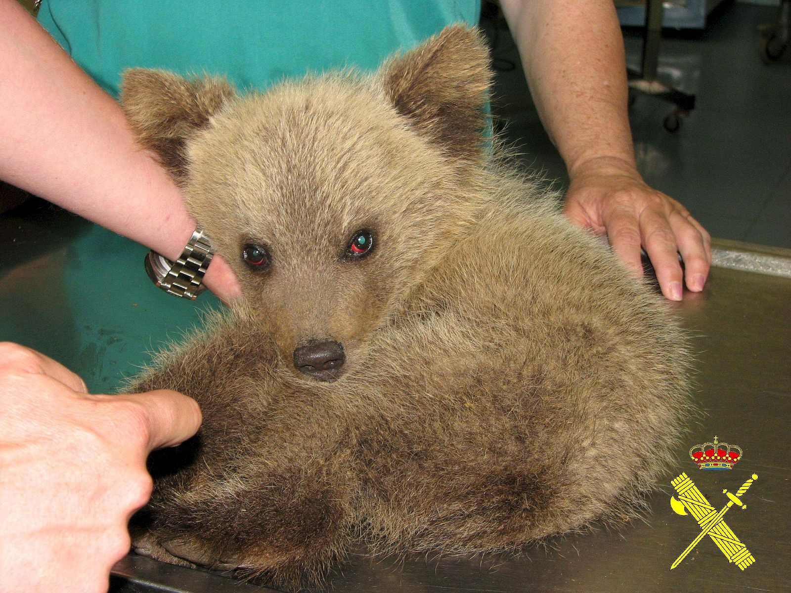 Una cría de oso pardo cantábrico