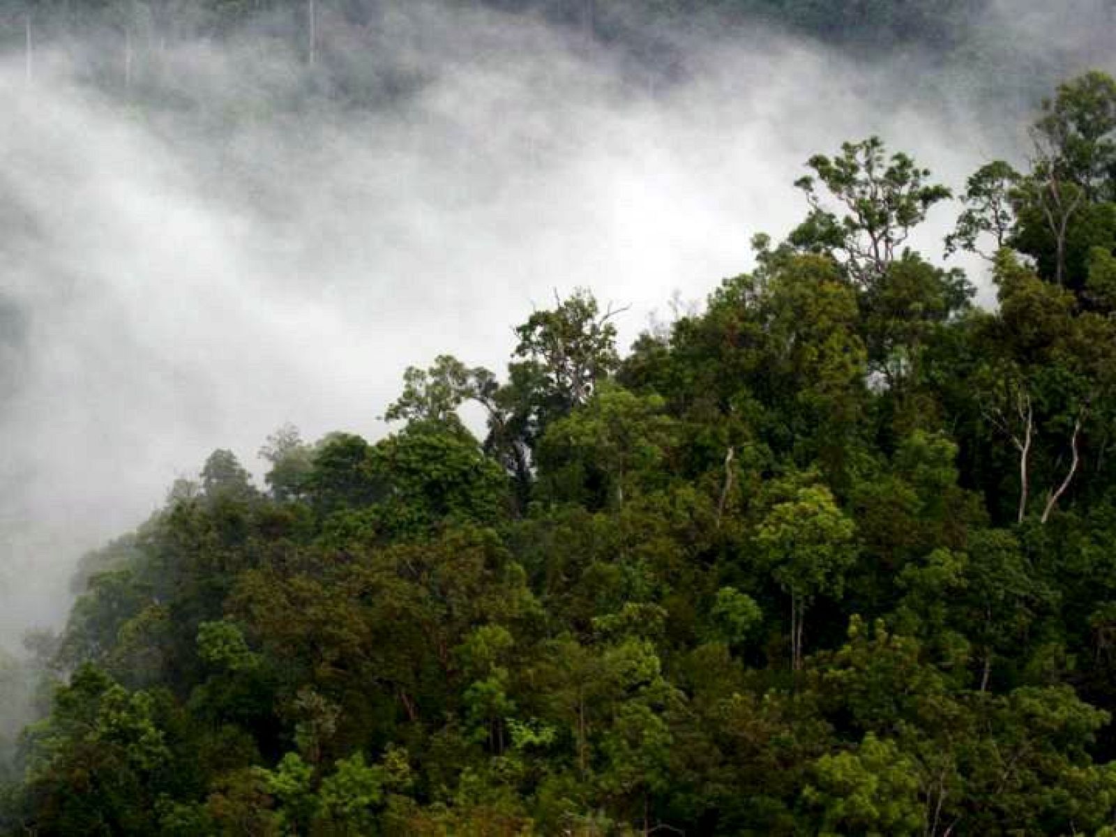 La destrucción del bosque tropical