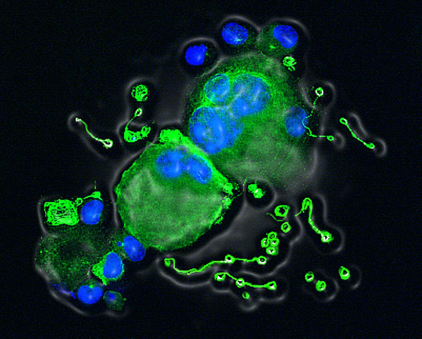 Dos megacariocitos deficientes en Cdk1 de los que emanan prolongaciones en las que se producen las plaquetas.