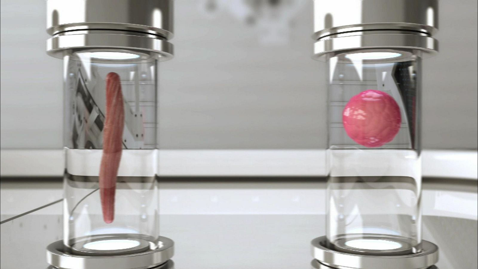 'Carne de laboratorio' 1