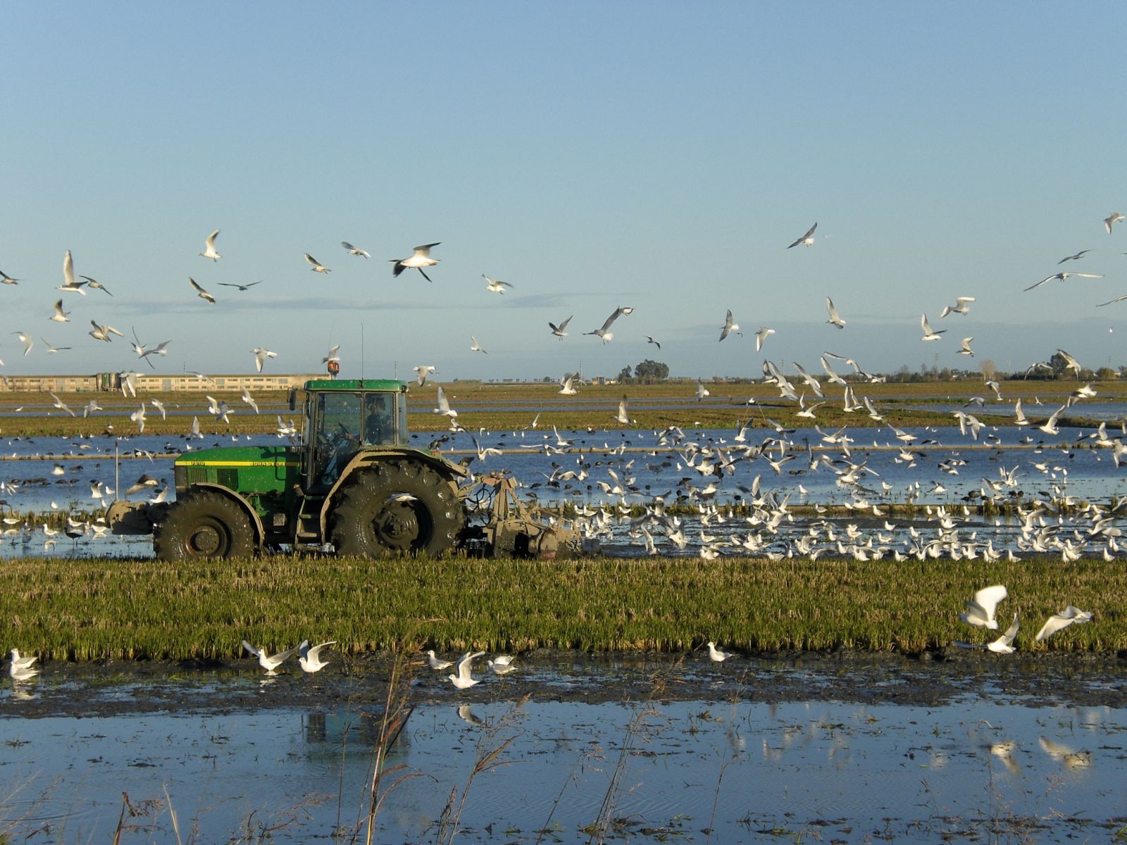 Aves en el Delta del Ebro.