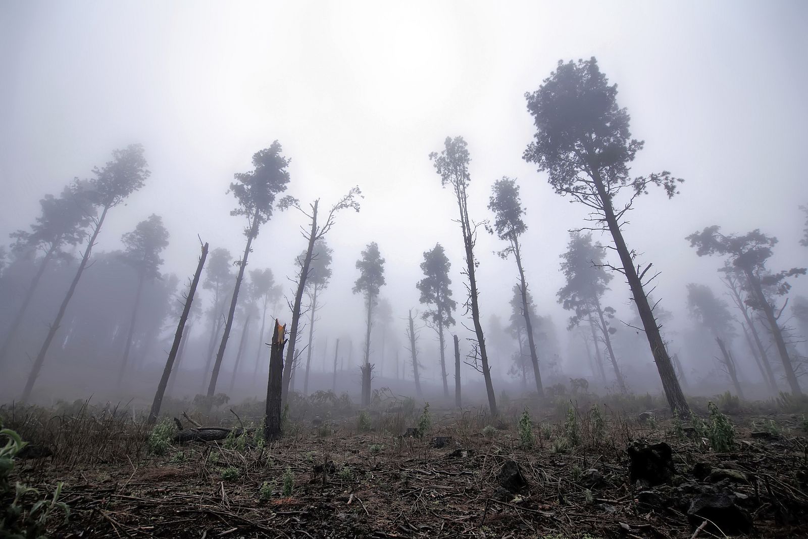 Bosque quemado.