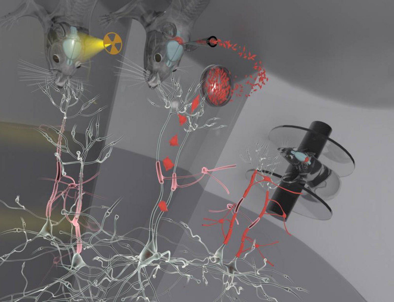 Las ratas tratadas recuperaron sus funciones motoras y cognitivas.
