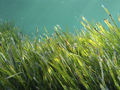La desaparición de la posidonia reduce las zonas de captura de CO2