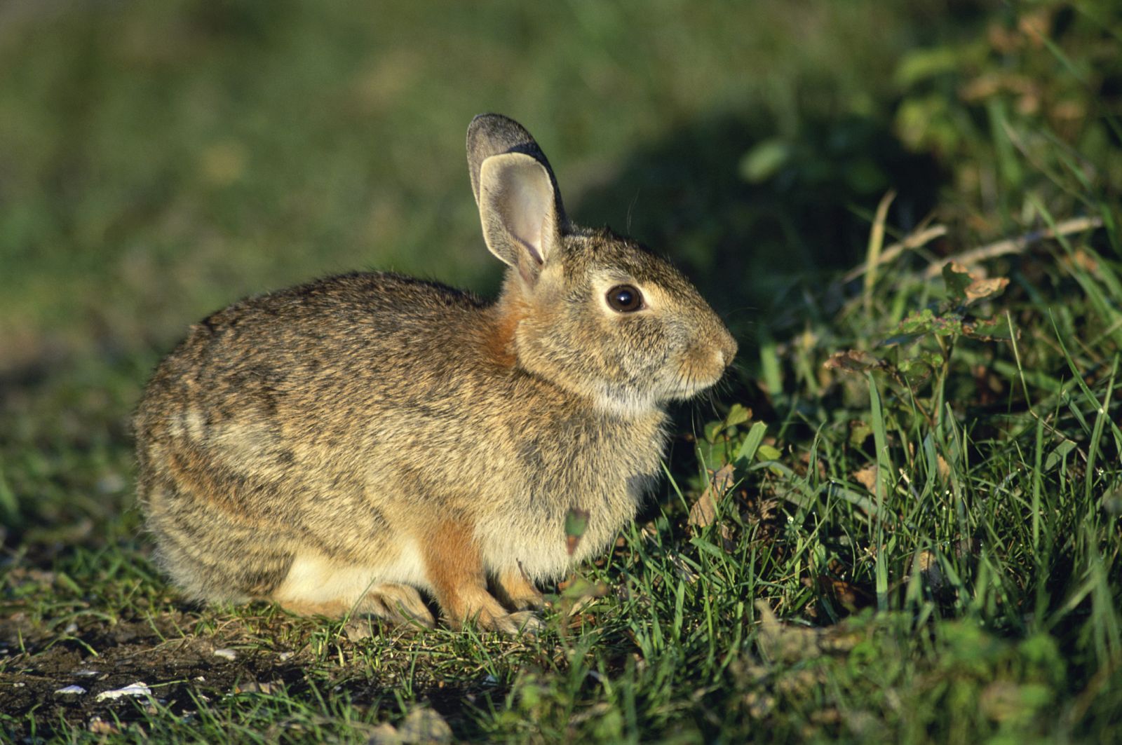 Un conejo en el campo.