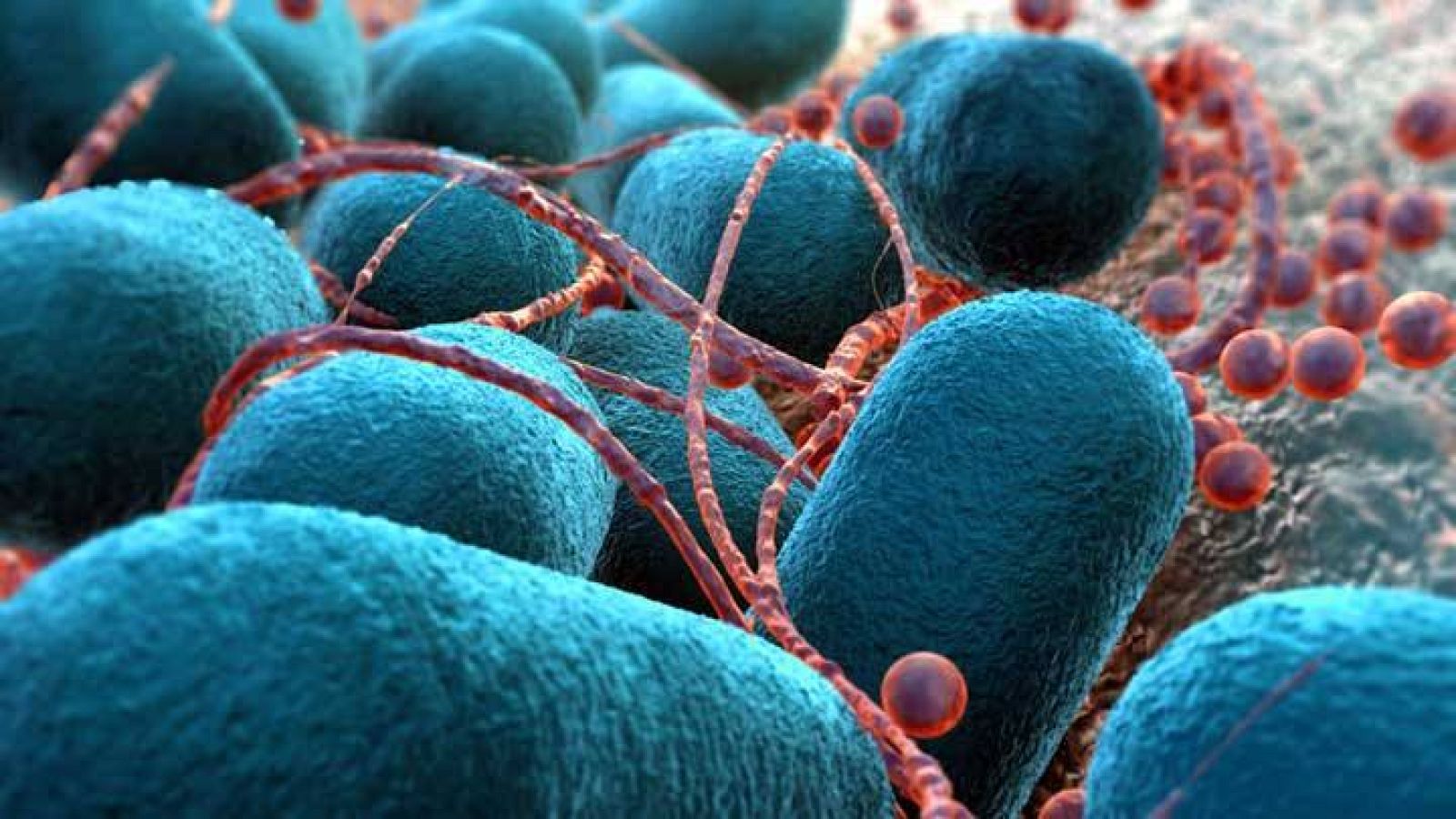 laika-escherichia-coli fotolia-p