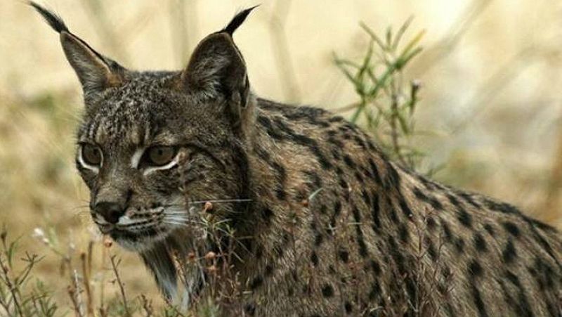 El lince ibérico, el felino en mayor riesgo de extinción del planeta