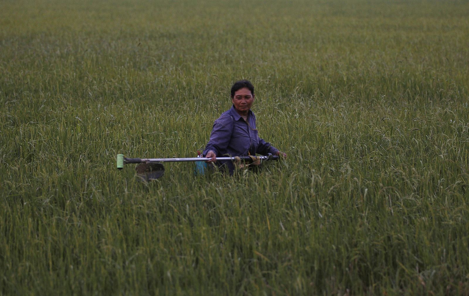 A Thai farmer works on her rice field in Nakhonsawan province north of Bangkok