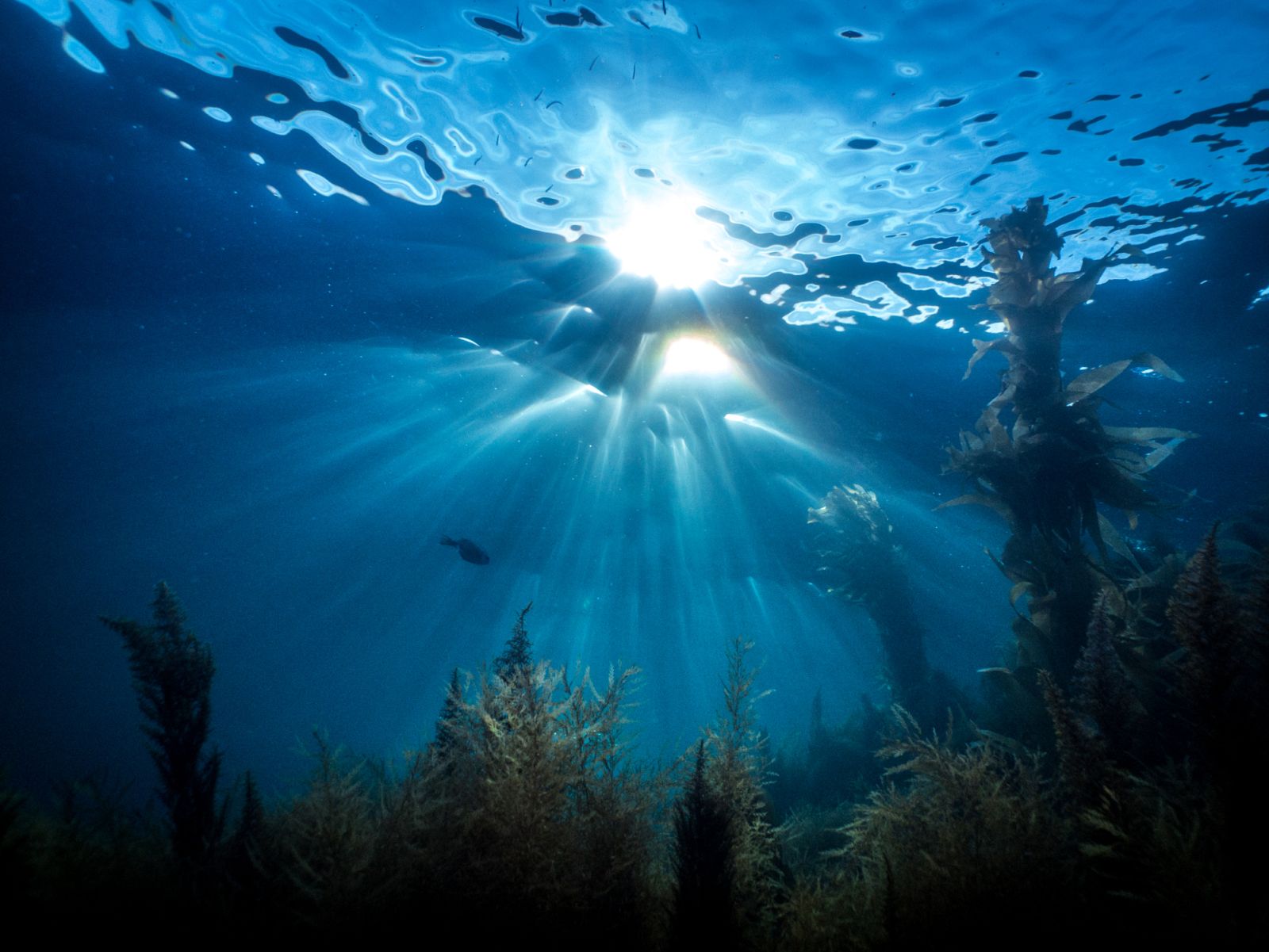 Aguas superficiales del fondo marino.