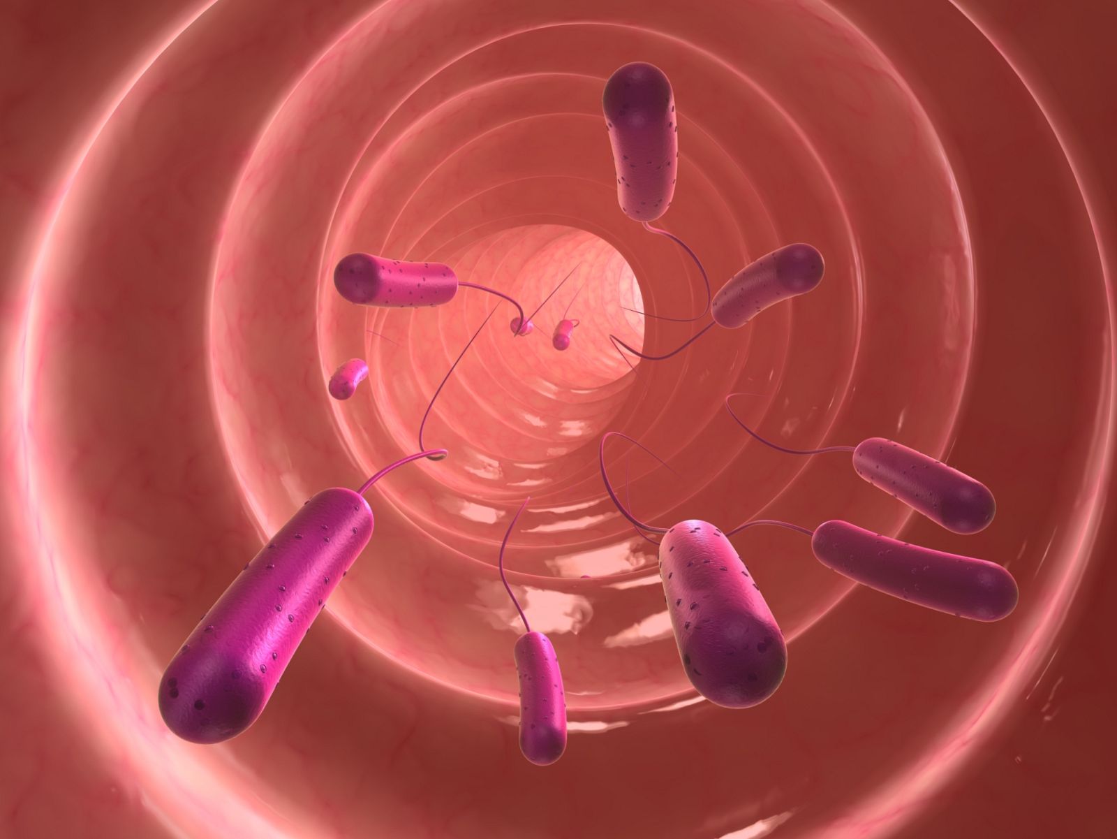 Ilustración de la bacteria E.coli en el colon.