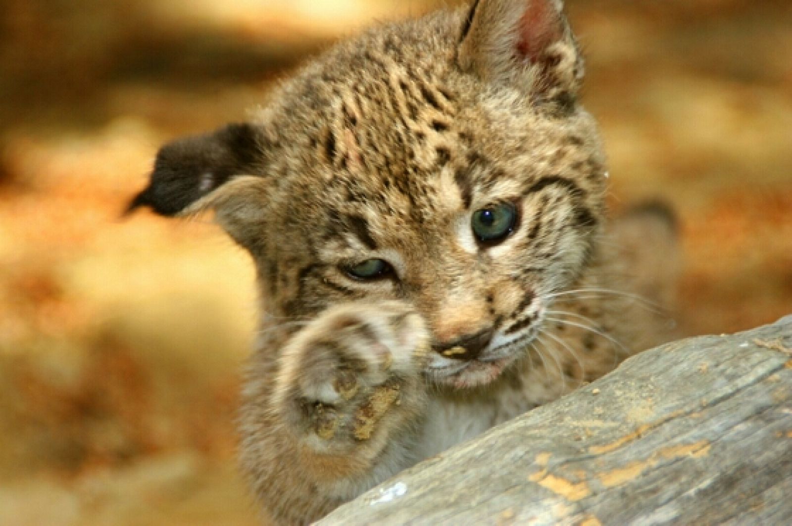 Cynara, uno de los cachorros de lince nacido en cautividad