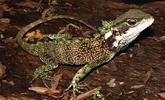 Descubren tres nuevas especies de lagarto de bosque en Perú y Ecuador