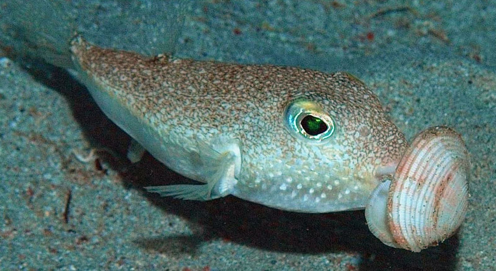 Un ejemplar de Torquigener albomaculosus.