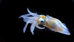 Secuencian millones de genes de microbios de océanos de todo el mundo