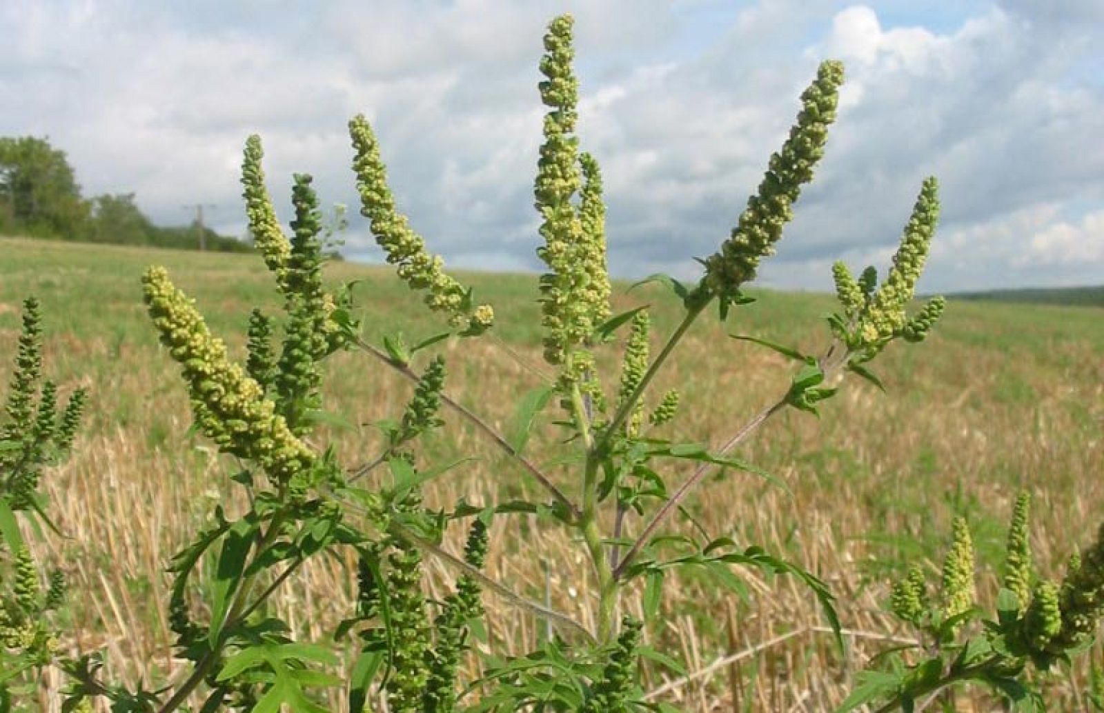 La ambrosía florecida.