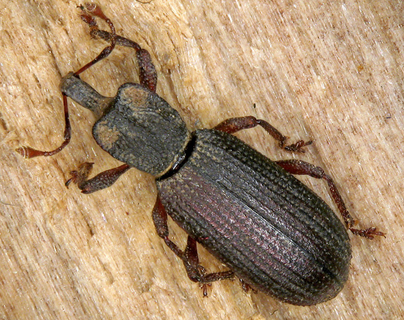 Ejemplar de la nueva especie de coleóptero Oromia thoracica