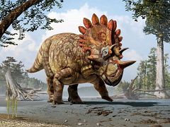 'Hellboy', un nuevo dinosaurio con cuernos que vivió hace 70 millones de años