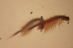 La contaminación ambiental puede favorecer la supervivencia de las especies invasoras