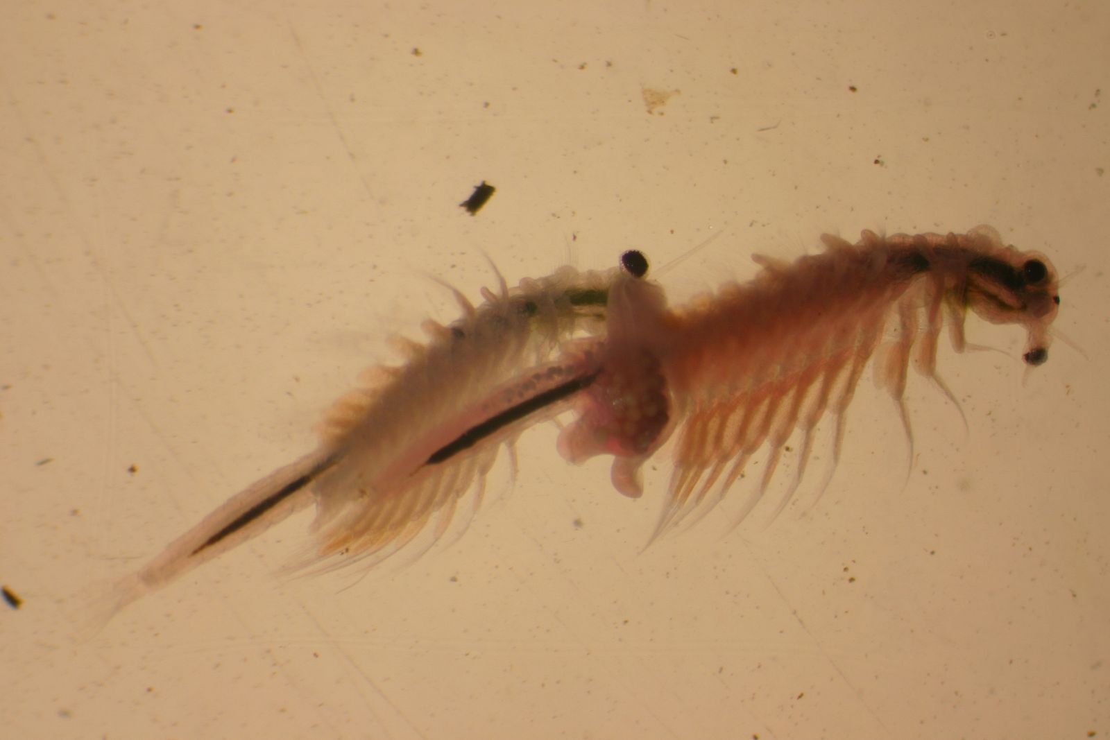 Un ejemplar de artemia franciscana.