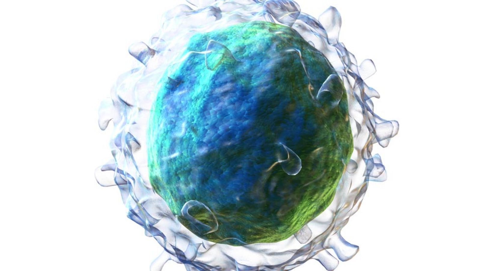 Ilustración de un linfocito B.