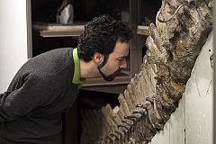 Hallan glóbulos rojos y colágeno en fósiles de dinosaurios de hace 75 millones de años