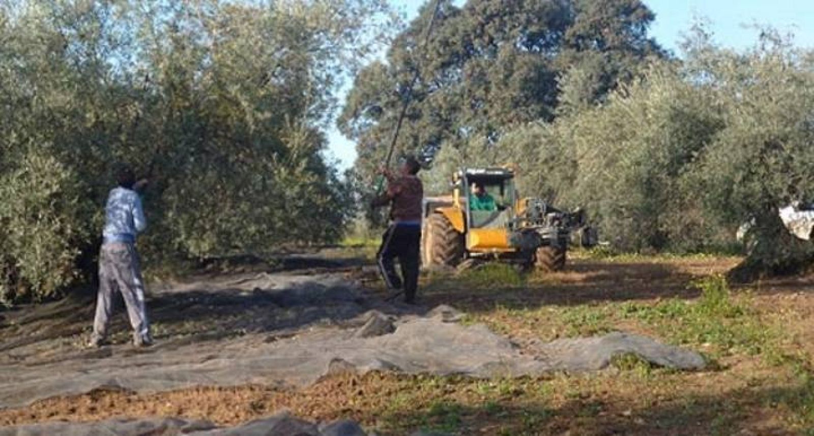 Aceituneros recogiendo olivas en Córdoba.