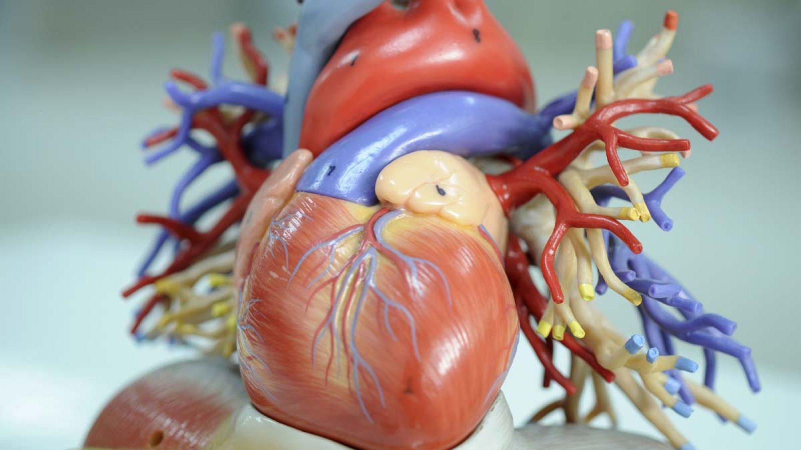 Recreación de un corazón humano.