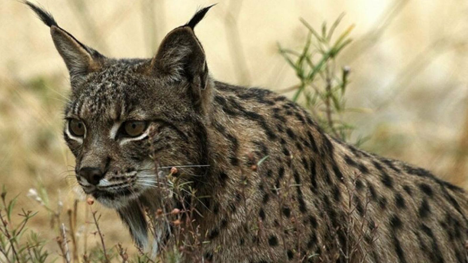 Un ejemplar de lince ibérico.