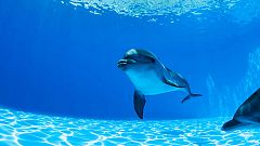 Delfines en tierra (1 parte)