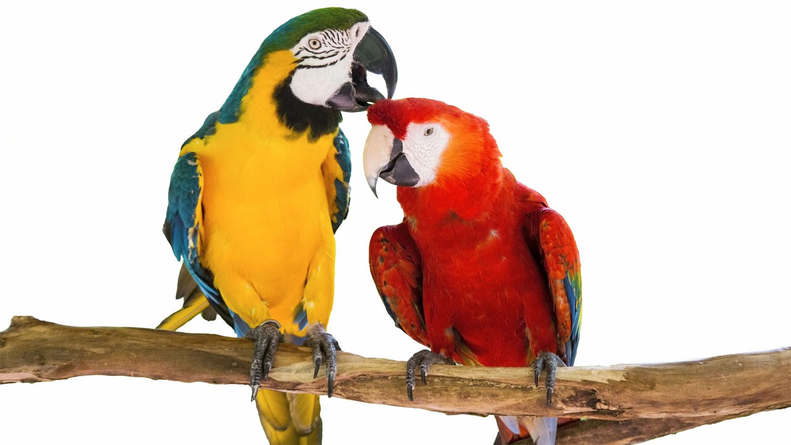 Los loros son uno de los pocos animales que pueden imitar sonidos.