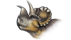 Un nuevo dinosaurio revela la evolución de los cuernos en la familia de los "Triceratops"
