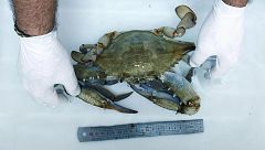 La jaiba azul, el cangrejo gigante del otro lado del Atlántico que amenaza el Mediterráneo