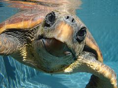 Las tortugas bobas del Mediterráneo, más contaminadas que las del Atlántico