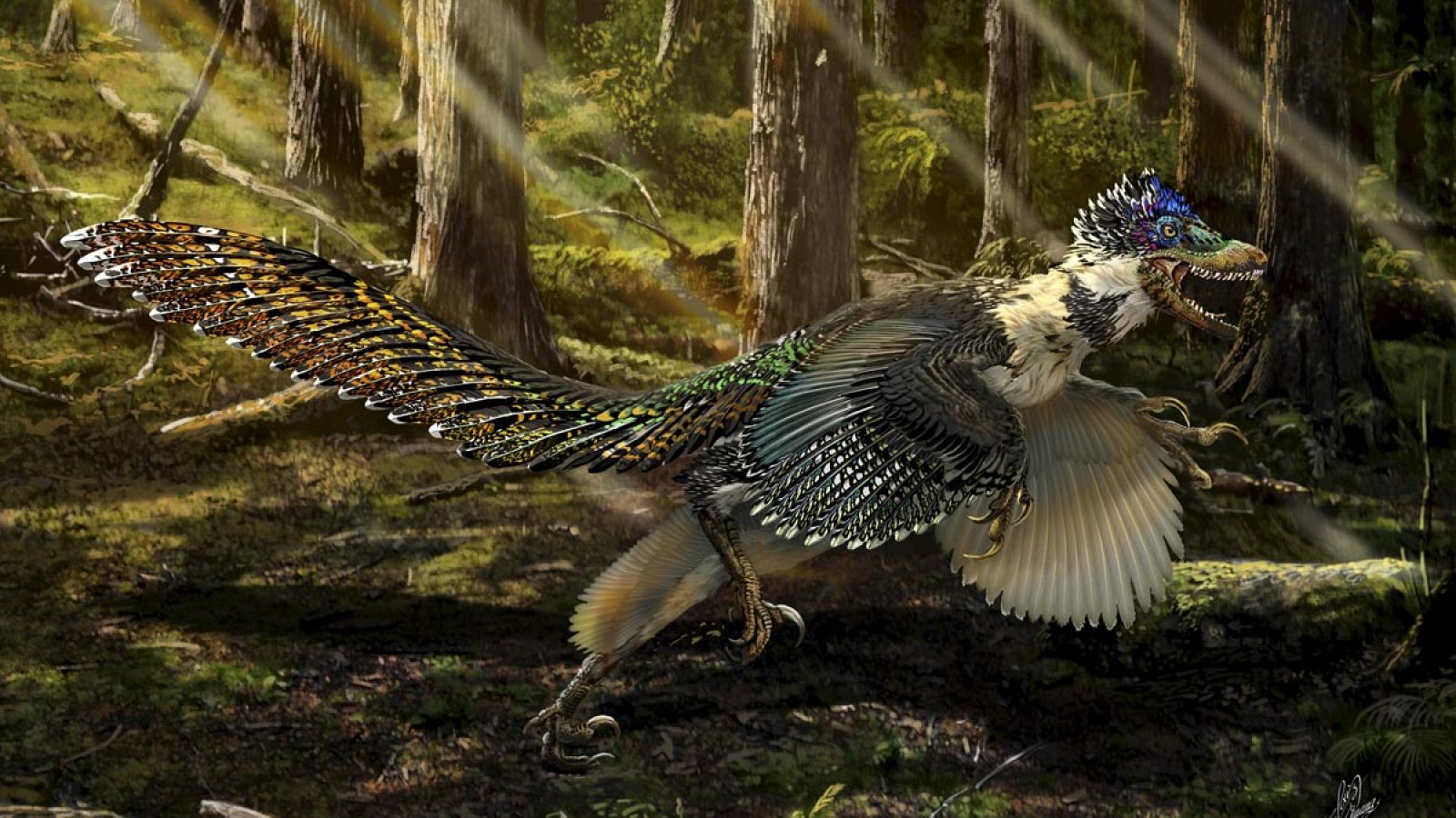 Reconstrucción del Zhenyuanlong suni, el nuevo raptor alado del Cretácico