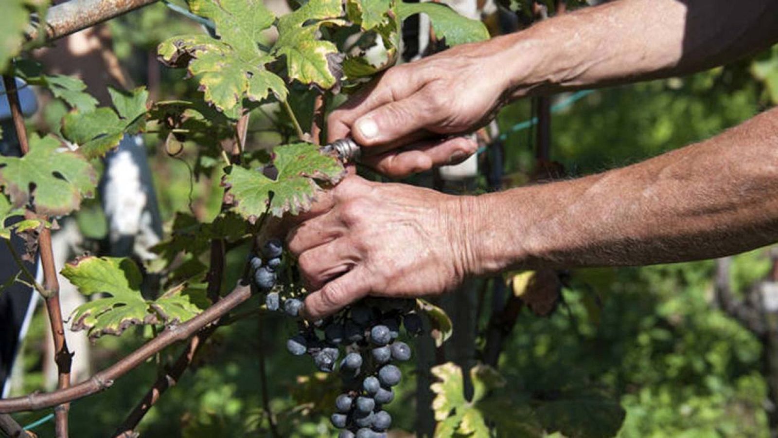 La vendimia francesa recibe a casi 15.000 españoles en 2015