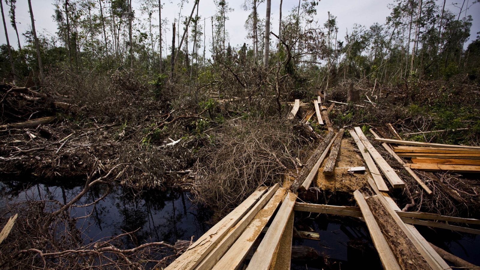 Deforestación en el sureste asiático