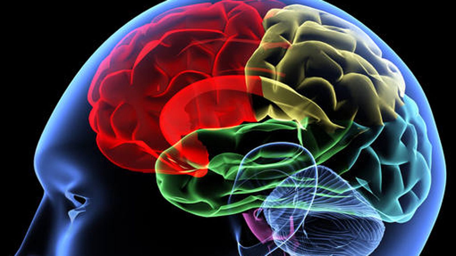 Ilustración de un cerebro