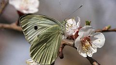 Las mariposas tienen la clave para un mayor aprovechamiento de la energía solar