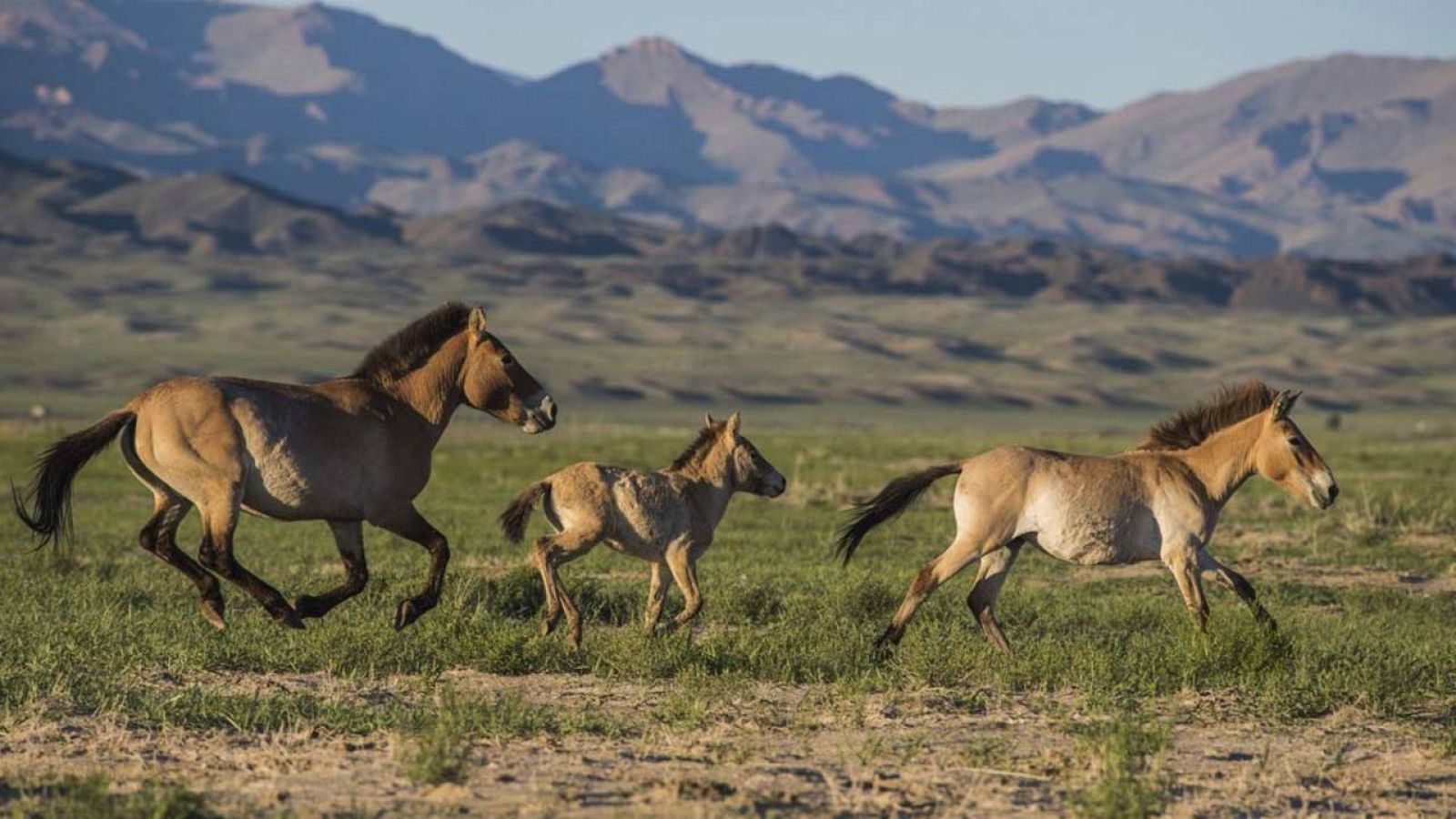 Los caballos se comunican a través de expresiones faciales