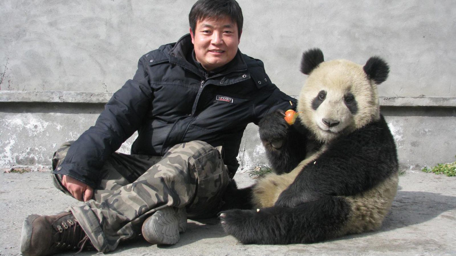 Jindong Zhang, investigador de la Universidad del Estado de Michigan con un panda de la reserva natural de Wolong