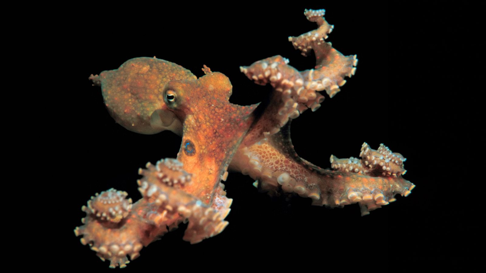 El pulpo es un animal único en la naturaleza