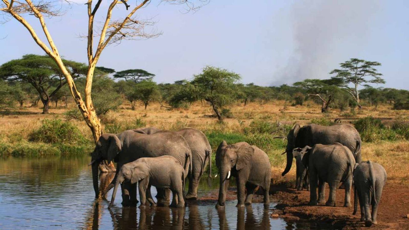 Un grupo de elefantes en el Parque Nacional de Serengueti (Tanzania)