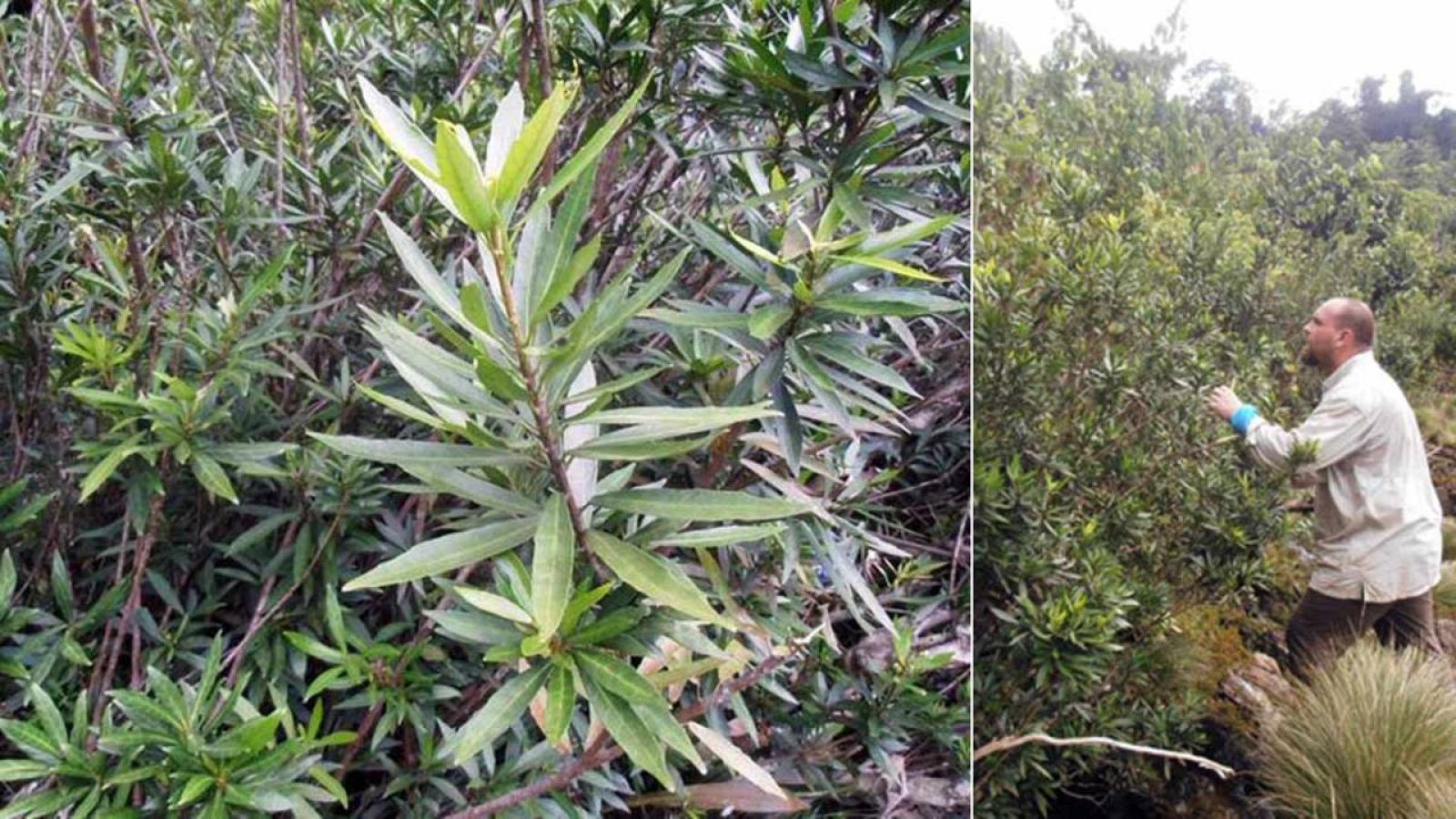 La especie descubierta ha sido bautizada como 'Grossera angustifolia'