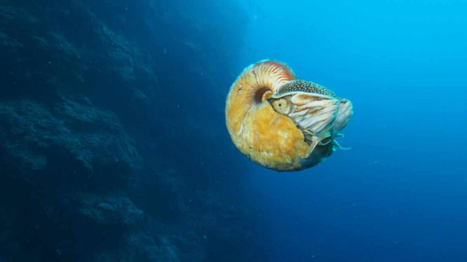 El nautilus Allonautilus scrobiculatus