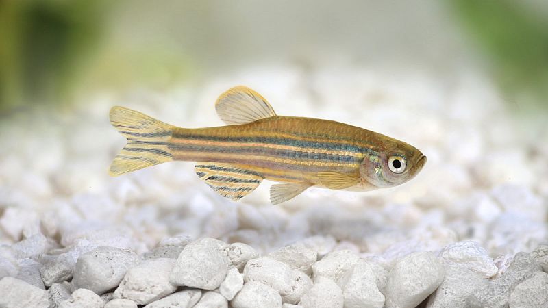 Científicos españoles descubren una enzima clave en la regeneración del corazón tras un infarto