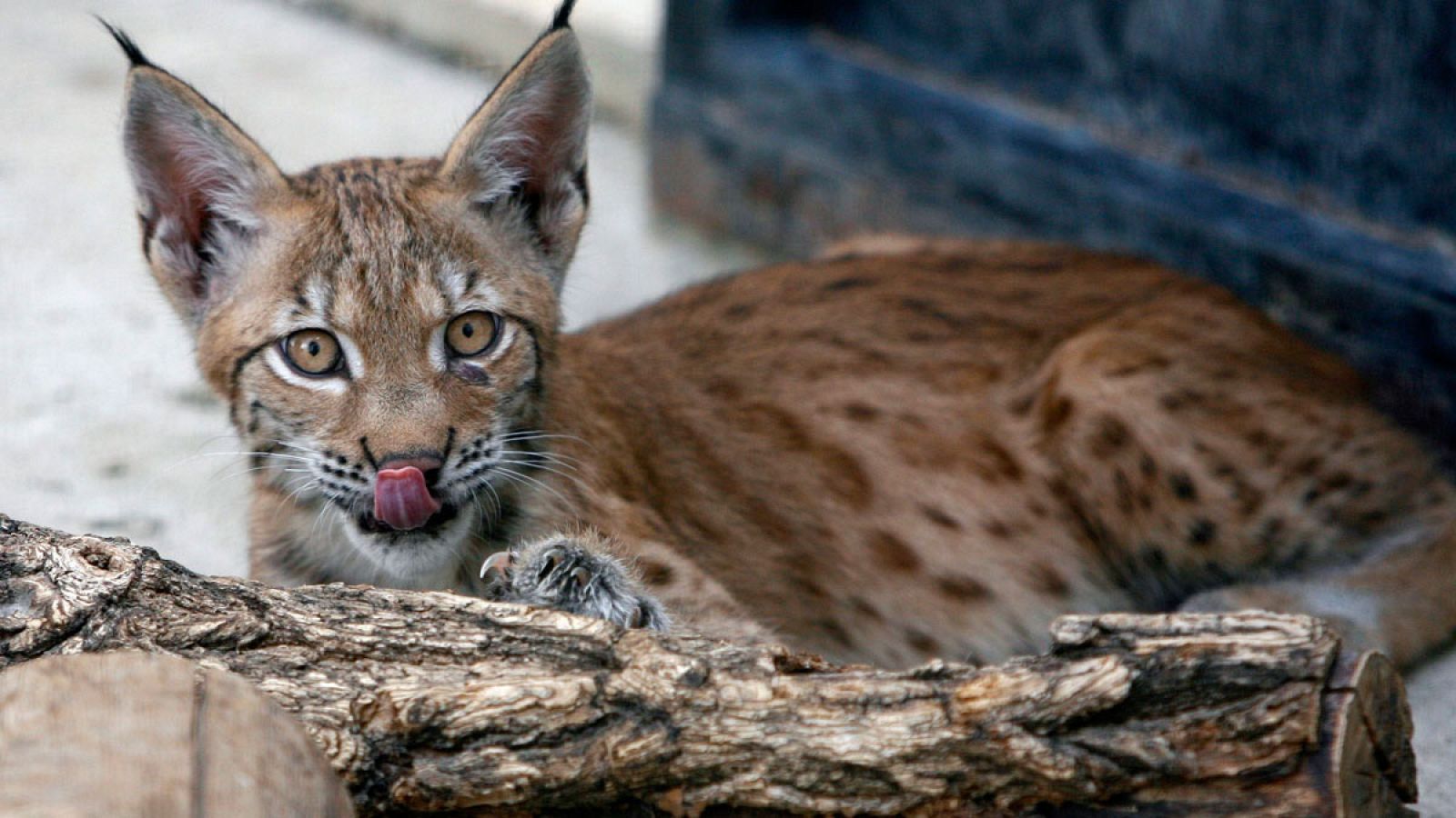 Un lince boreal nacido en el zoológico de Córdoba