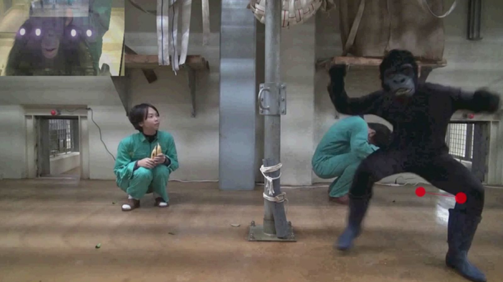 Simios capacidad cognitiva