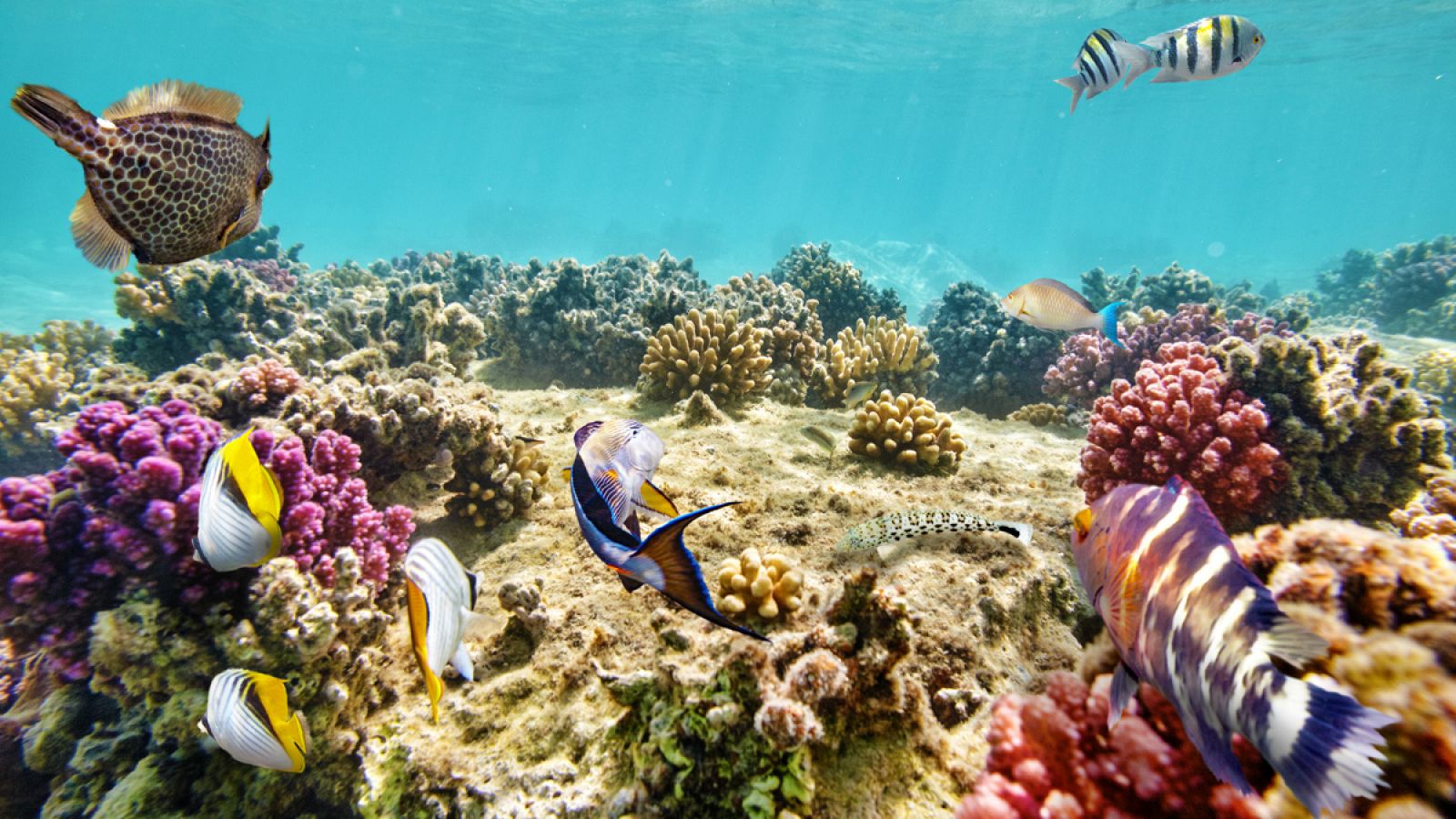 Las tormentas y las coronas de espinas son los principales enemigos de la Gran Barrera de Coral australiana.